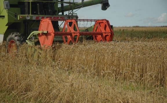 Combining wheat produced under conventional and organic management. A range of wheat varieties have also been trialled in the experiment in the past.